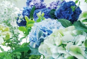 紫陽花カーネーション