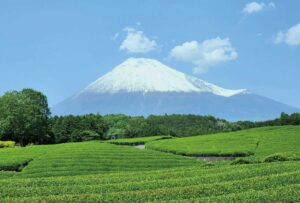 富士山と茶畑