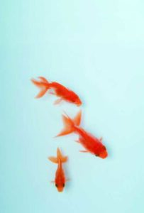 金魚三匹
