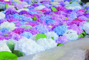 アジサイ花手水