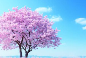 桜の木と青空
