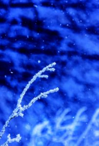 ダイアモンドダストと樹氷