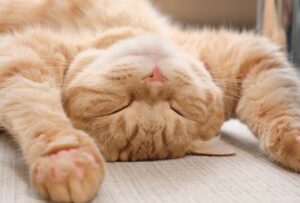 逆立ち猫