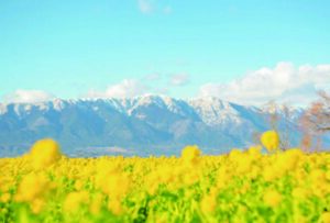 菜の花と雪山