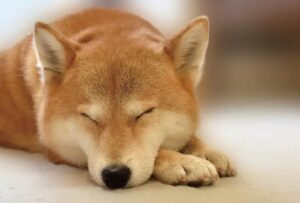 目をつむった犬